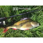 Duo V-Tail Shad 3" Image 10