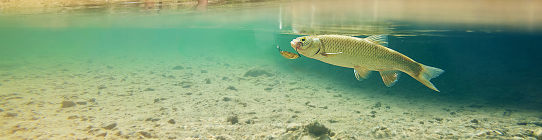 Trout & Grayling Flies